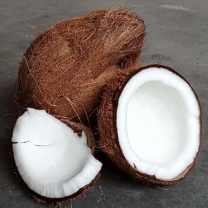 semi husked coconut indonesia export quality